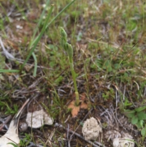 Hymenochilus sp. at Majura, ACT - 19 Sep 2015