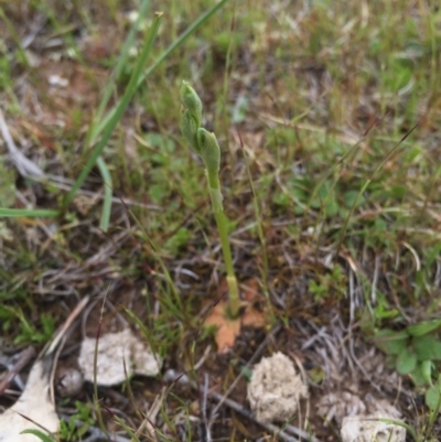 Hymenochilus sp. (A Greenhood Orchid) at Majura, ACT - 19 Sep 2015 by AaronClausen