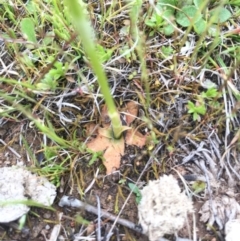 Hymenochilus sp. at Majura, ACT - suppressed