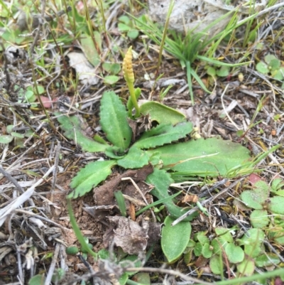 Ophioglossum lusitanicum subsp. coriaceum (Austral Adder's Tongue) at Majura, ACT - 19 Sep 2015 by AaronClausen