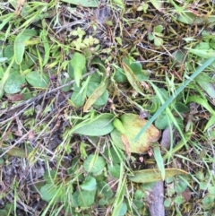 Ophioglossum lusitanicum subsp. coriaceum at Majura, ACT - 19 Sep 2015