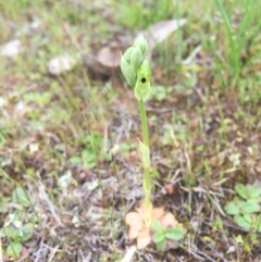 Hymenochilus bicolor (Black-tip Greenhood) at Majura, ACT - 19 Sep 2015 by AaronClausen