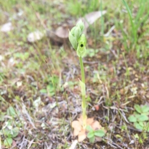 Hymenochilus bicolor at Majura, ACT - 19 Sep 2015