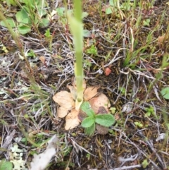 Hymenochilus bicolor at Majura, ACT - 19 Sep 2015