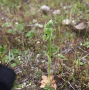 Hymenochilus bicolor at Majura, ACT - 19 Sep 2015