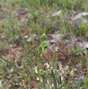 Hymenochilus bicolor at Majura, ACT - 19 Sep 2015