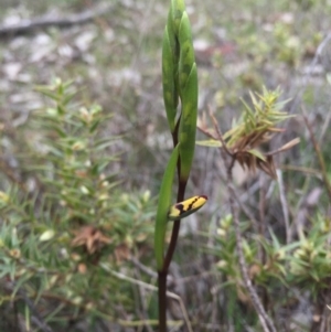 Diuris pardina at Majura, ACT - suppressed