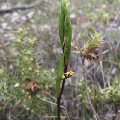 Diuris pardina (Leopard Doubletail) at Majura, ACT - 19 Sep 2015 by AaronClausen