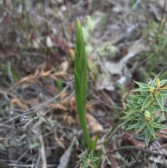 Diuris sp. at Majura, ACT - suppressed