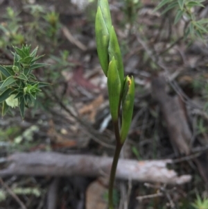 Diuris sp. at Majura, ACT - suppressed