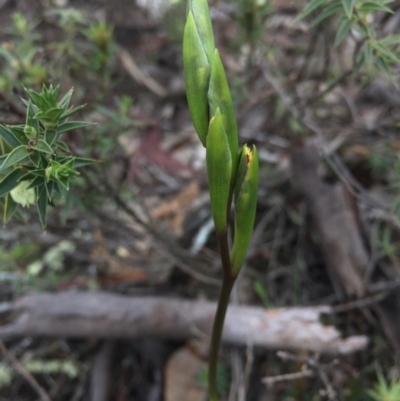 Diuris sp. (A Donkey Orchid) at Majura, ACT - 19 Sep 2015 by AaronClausen