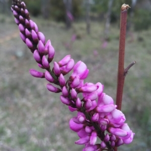 Indigofera australis subsp. australis at Hackett, ACT - 19 Sep 2015 01:05 PM