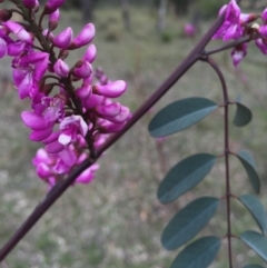 Indigofera australis subsp. australis at Hackett, ACT - 19 Sep 2015