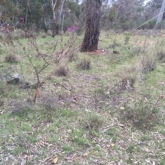 Indigofera australis subsp. australis at Hackett, ACT - 19 Sep 2015 01:05 PM