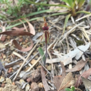 Caladenia actensis at suppressed - 19 Sep 2015