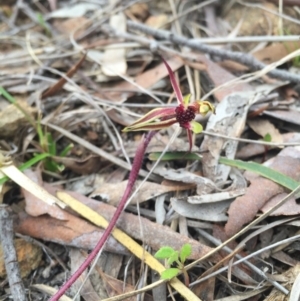 Caladenia actensis at suppressed - 19 Sep 2015