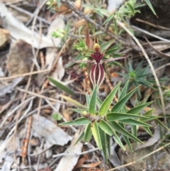 Caladenia actensis at suppressed - 19 Sep 2015