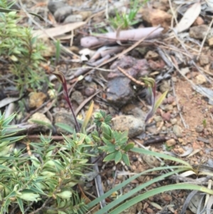 Caladenia actensis at suppressed - 19 Sep 2015