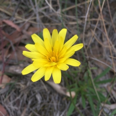 Microseris walteri (Yam Daisy, Murnong) at Hackett, ACT - 19 Sep 2015 by AaronClausen