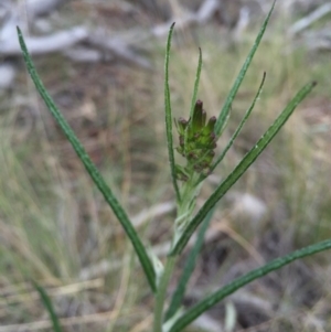 Senecio quadridentatus at Hackett, ACT - 19 Sep 2015