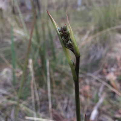 Dianella revoluta var. revoluta (Black-Anther Flax Lily) at Hackett, ACT - 19 Sep 2015 by AaronClausen