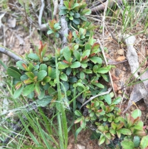 Pyracantha crenulata at Canberra Central, ACT - 19 Sep 2015 01:36 PM