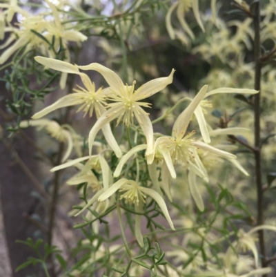 Clematis leptophylla (Small-leaf Clematis, Old Man's Beard) at Mount Majura - 19 Sep 2015 by AaronClausen