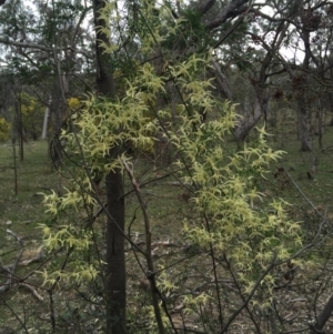 Clematis leptophylla at Canberra Central, ACT - 19 Sep 2015