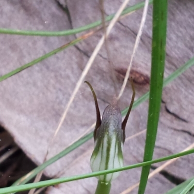 Pterostylis pedunculata (Maroonhood) at Hackett, ACT - 19 Sep 2015 by MattM