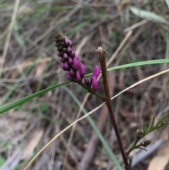 Indigofera australis subsp. australis (Australian Indigo) at Canberra Central, ACT - 19 Sep 2015 by AaronClausen