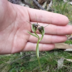 Pterostylis pedunculata (Maroonhood) at Hackett, ACT - 19 Sep 2015 by MattM