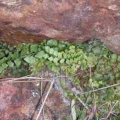 Asplenium flabellifolium (Necklace Fern) at Hackett, ACT - 13 Sep 2015 by MattM