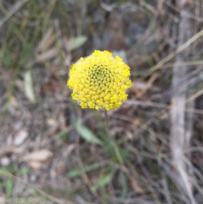 Craspedia variabilis (Common Billy Buttons) at Canberra Central, ACT - 19 Sep 2015 by AaronClausen