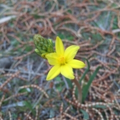 Bulbine bulbosa (Golden Lily, Bulbine Lily) at Canberra Central, ACT - 19 Sep 2015 by AaronClausen