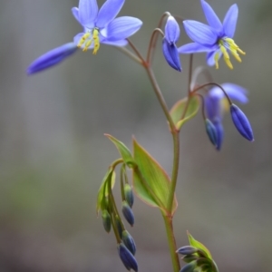 Stypandra glauca at Acton, ACT - 18 Sep 2015