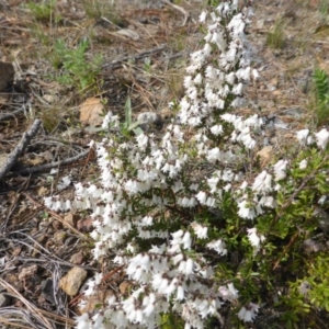 Cryptandra amara at Isaacs, ACT - 15 Sep 2015 02:47 PM