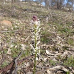 Stackhousia monogyna (Creamy Candles) at O'Malley, ACT - 13 Sep 2015 by Mike