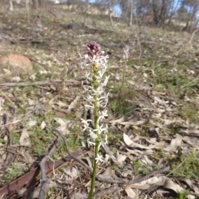 Stackhousia monogyna (Creamy Candles) at Scrivener Hill - 12 Sep 2015 by Mike
