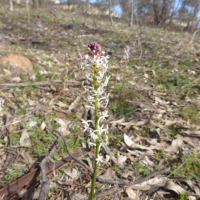 Stackhousia monogyna (Creamy Candles) at O'Malley, ACT - 13 Sep 2015 by Mike