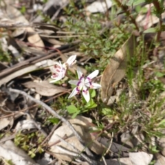 Wurmbea dioica subsp. dioica (Early Nancy) at O'Malley, ACT - 13 Sep 2015 by Mike