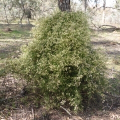 Clematis leptophylla (Small-leaf Clematis, Old Man's Beard) at O'Malley, ACT - 4 Sep 2015 by Mike