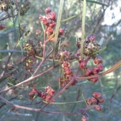 Dodonaea viscosa subsp. angustissima (Hop Bush) at Symonston, ACT - 16 Sep 2015 by Mike