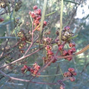 Dodonaea viscosa subsp. angustissima at Symonston, ACT - 16 Sep 2015