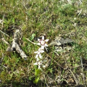 Wurmbea dioica subsp. dioica at Symonston, ACT - 16 Sep 2015