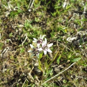 Wurmbea dioica subsp. dioica at Symonston, ACT - 16 Sep 2015