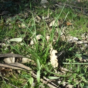 Eryngium ovinum at Jerrabomberra, ACT - 16 Sep 2015