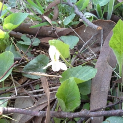 Viola odorata (Sweet Violet, Common Violet) at Isaacs Ridge - 16 Sep 2015 by Mike