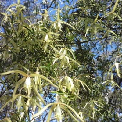 Clematis leptophylla (Small-leaf Clematis, Old Man's Beard) at Isaacs Ridge - 16 Sep 2015 by Mike