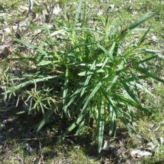 Xerochrysum viscosum (Sticky Everlasting) at Jerrabomberra, ACT - 16 Sep 2015 by Mike