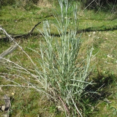 Senecio quadridentatus (Cotton Fireweed) at Isaacs Ridge - 16 Sep 2015 by Mike